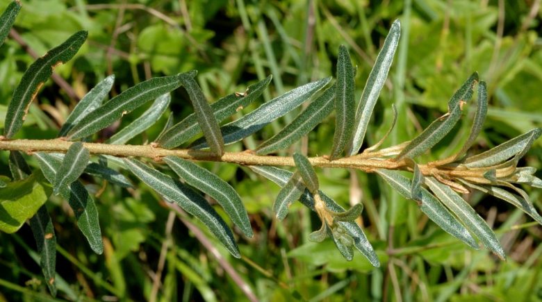 Sea buckthorn leaves