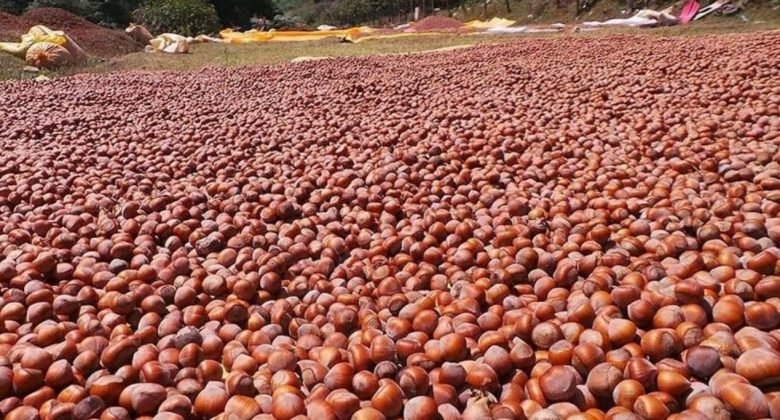 Hazelnuts spread
