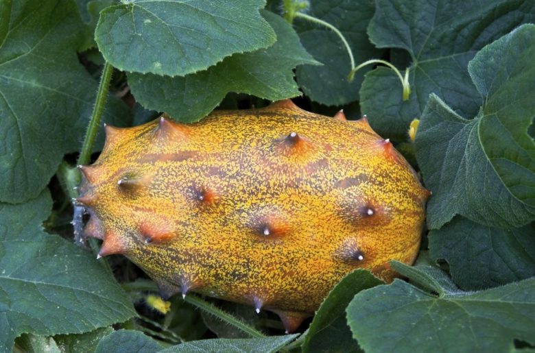 Kiwano