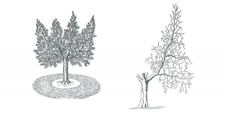 polyconic-vase-scheme