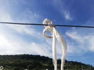 Tying to support the tomatoes