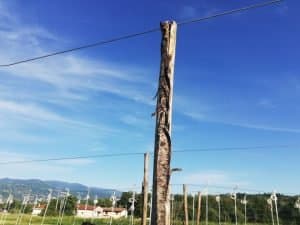 intermediate pole supporting the tomatoes