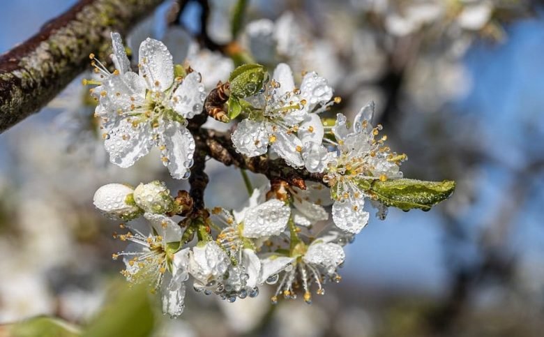 Pruning darts of the plum tree