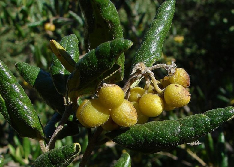 Immature fruits of the boldo