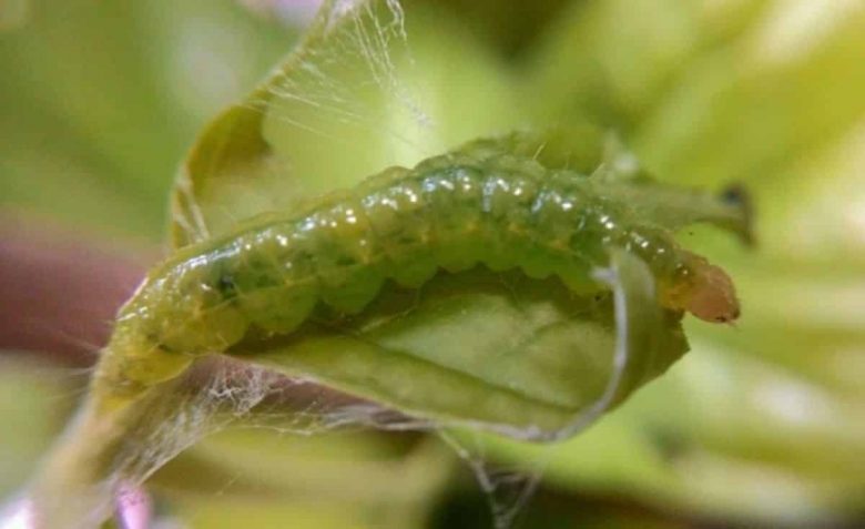 Larva of margaronia