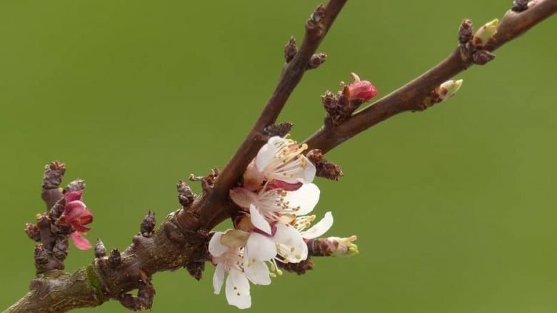 apricot