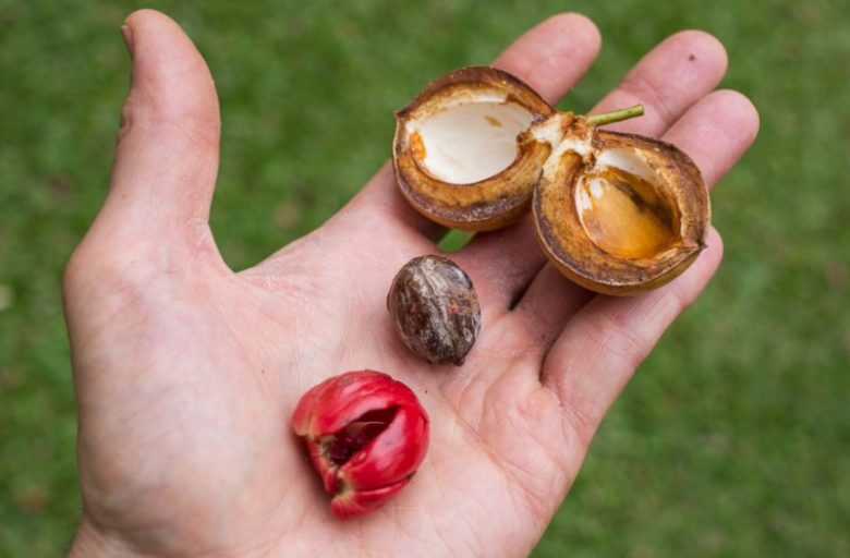 open nutmeg