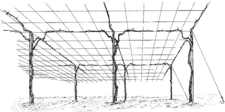 Pergola with awning