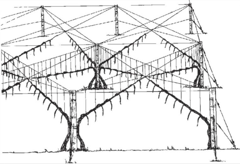 Bellussi rayed pergola