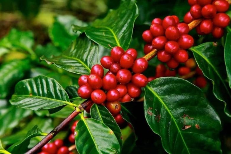 coffee berries