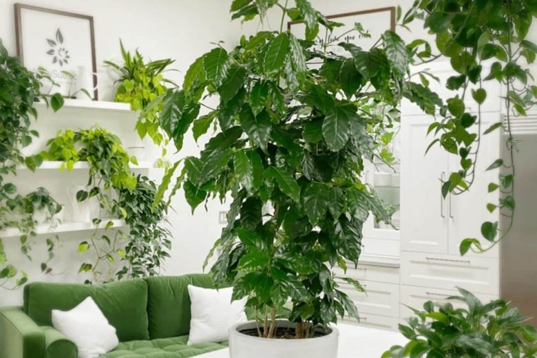 Potted coffee plant