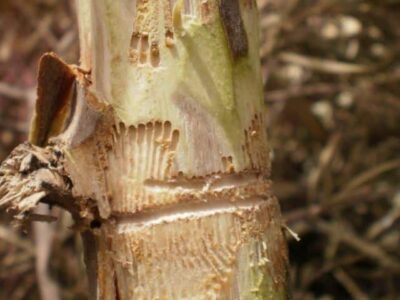 The fleotribo (or olive weevil).  Damage and prevention