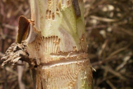 The fleotribo (or olive weevil).  Damage and prevention