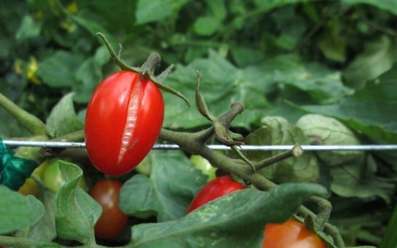 Splitting of tomatoes