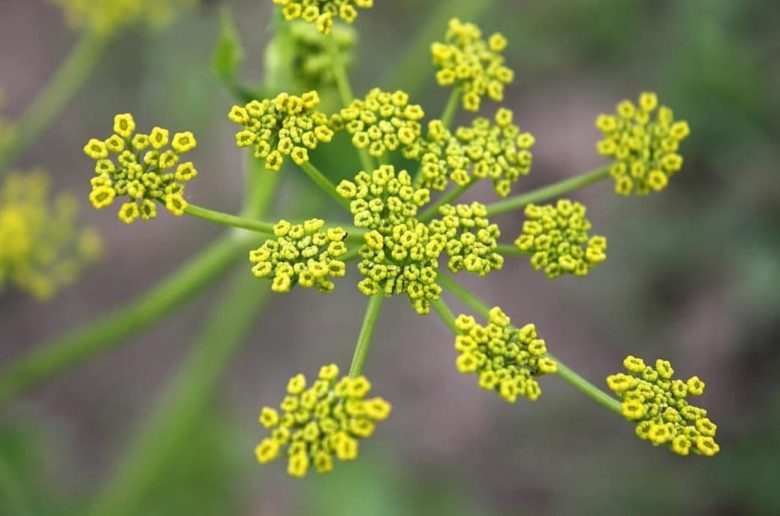 Parsnip flowers