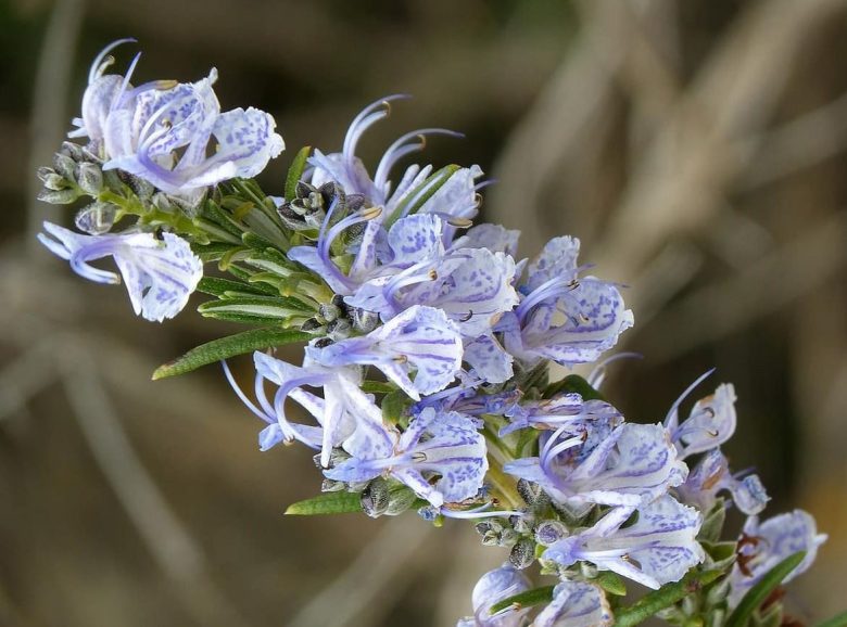 Rosemary flowers