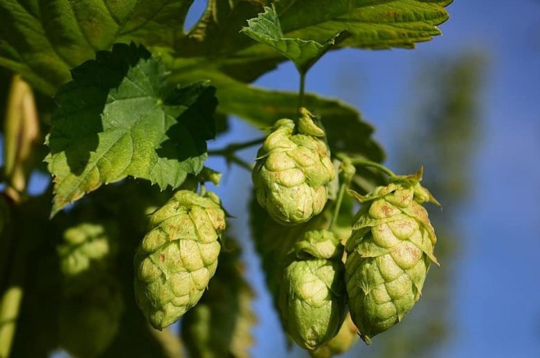 Hop