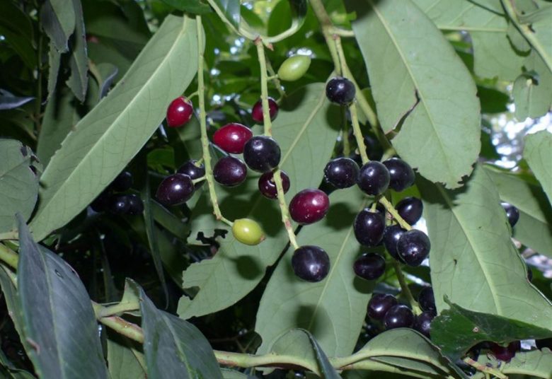 cherry laurel berries