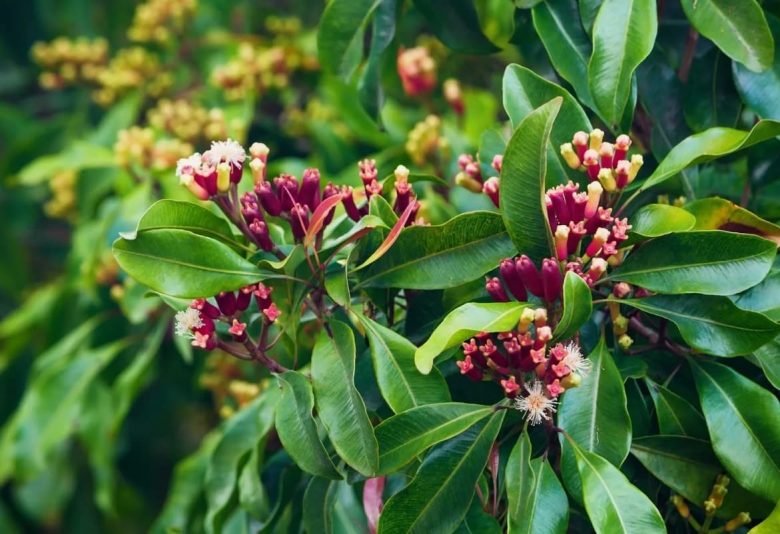 Grow cloves