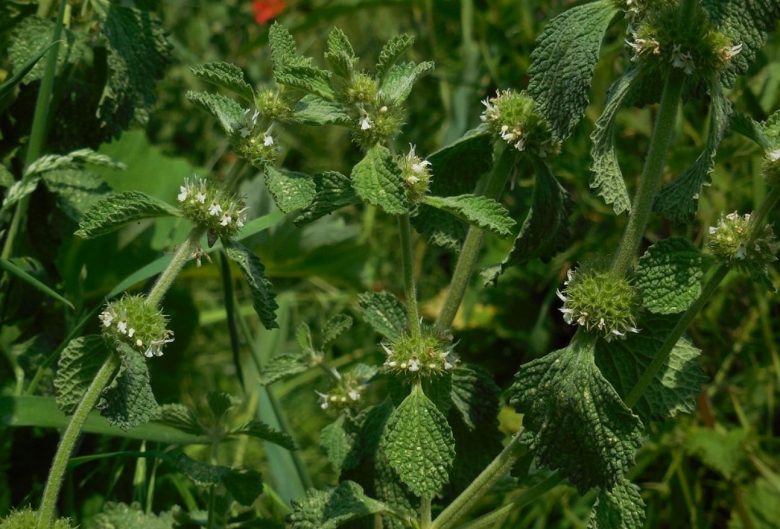 Horehound
