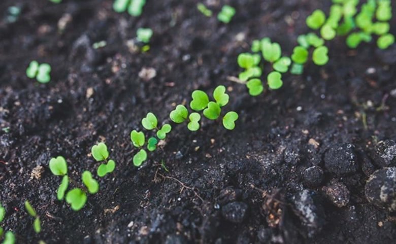 sowing of rocket