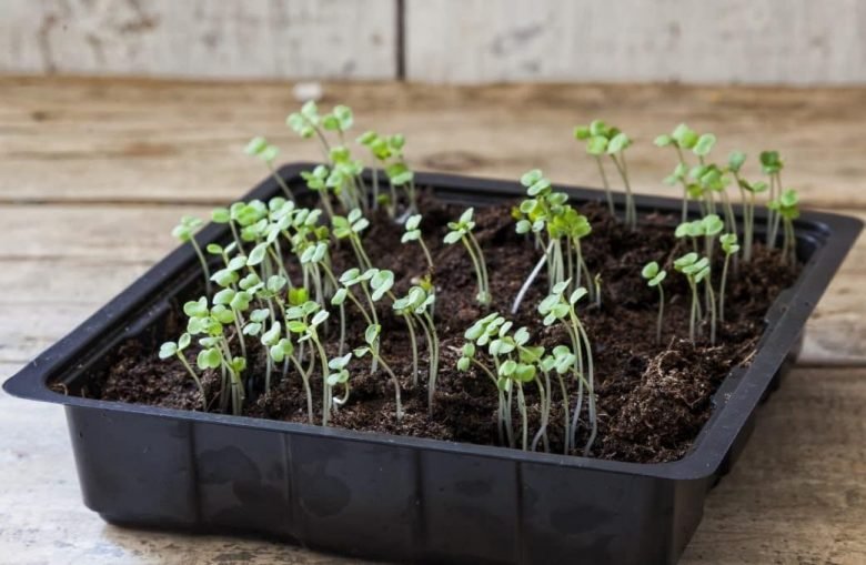 Sow rocket in the seedbed