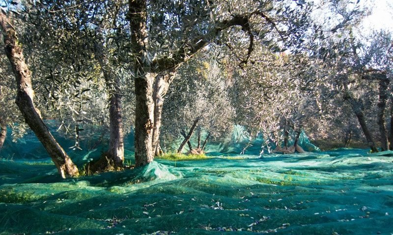 Nets to collect olives