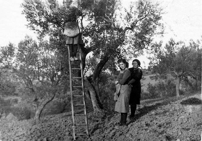 Collect-olives without tools