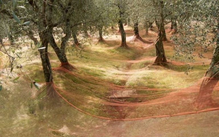 Olive grove with spread nets