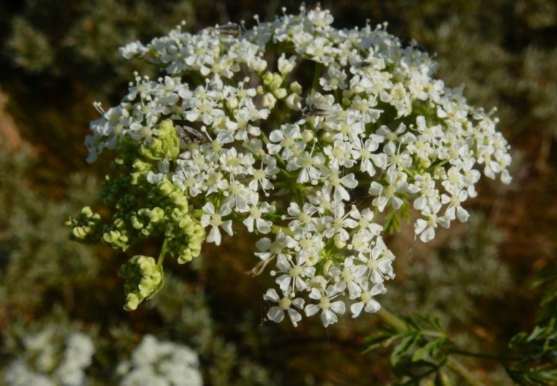 Hemlock flowers
