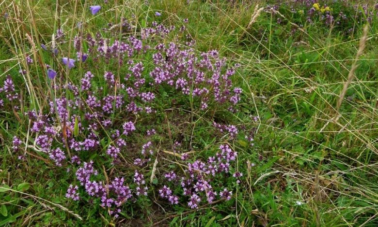 Wild thyme