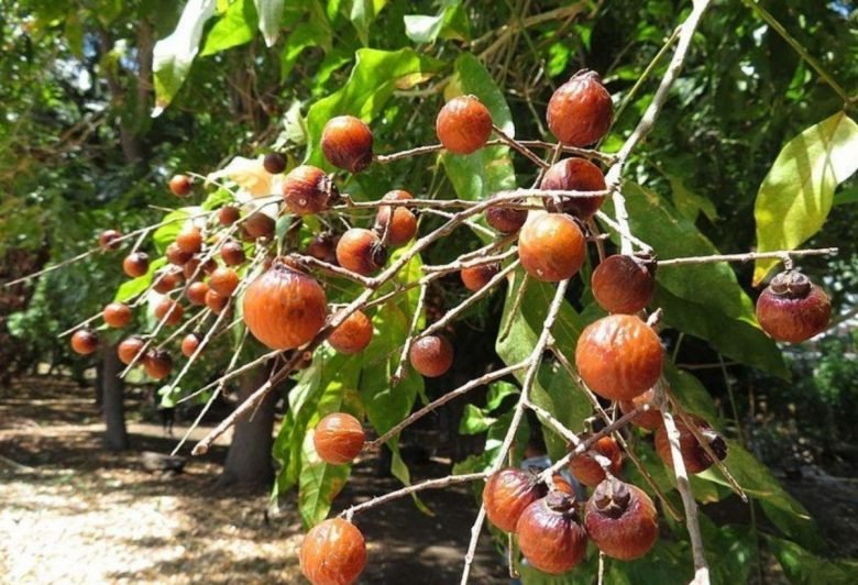 Soap nuts