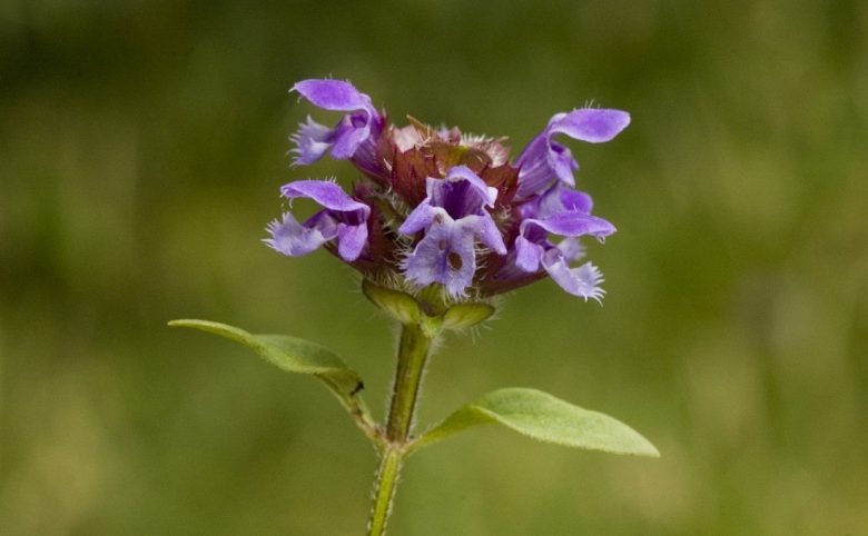 Prunella vulgaris flower
