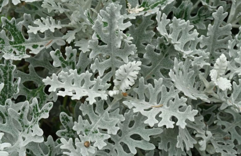 Cineraria leaves