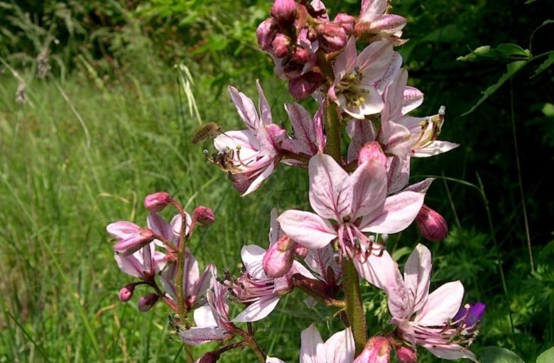 dittamus flowers