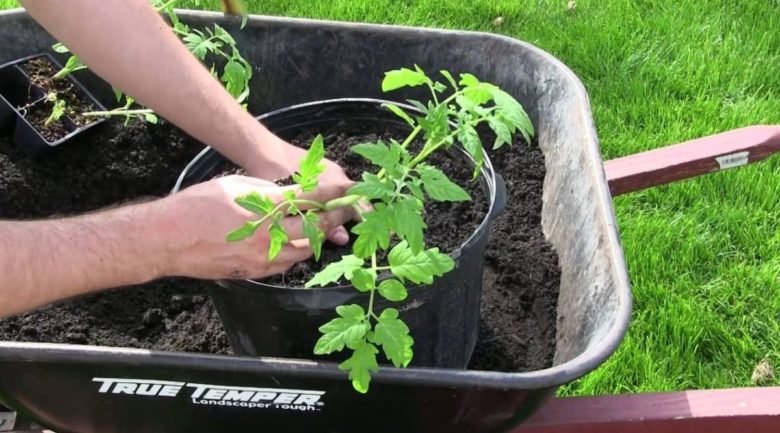 Newly planted seedling