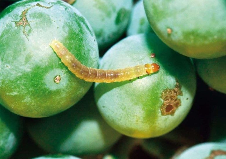 Vine moth