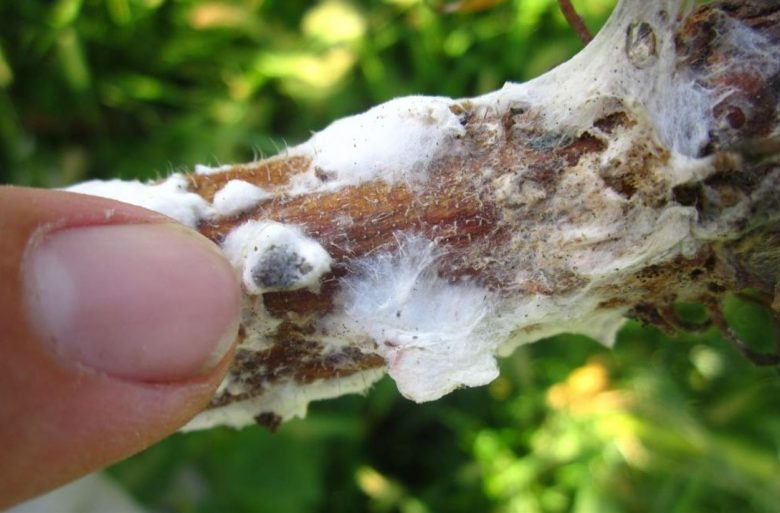 Attack of sclerotinia