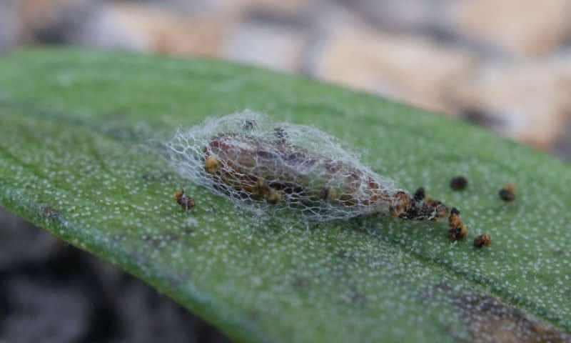 Chrysalis of Prays oleae