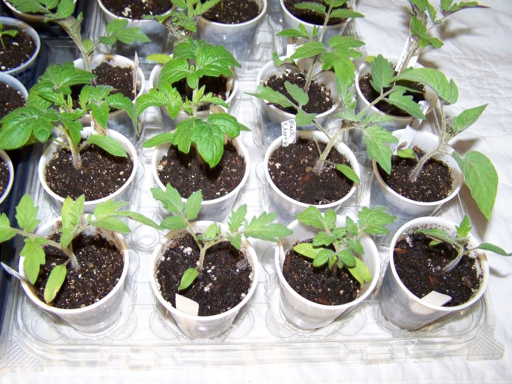 Young tomato seedlings