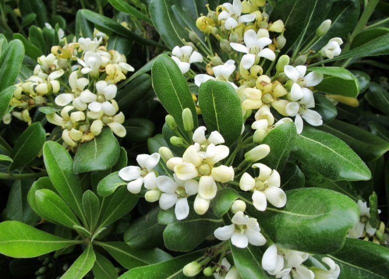Pittosporum flowers