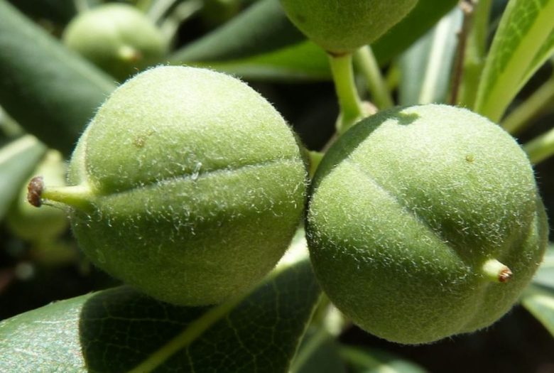 Pittosphorus berries
