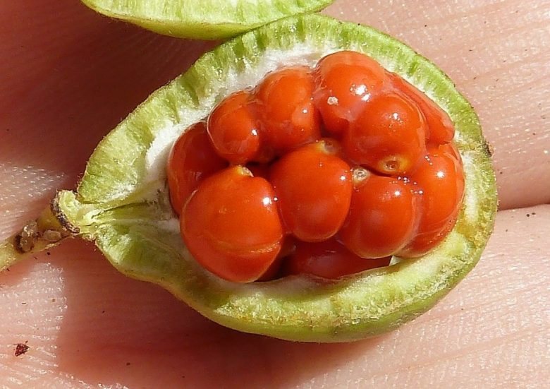 Seeds
