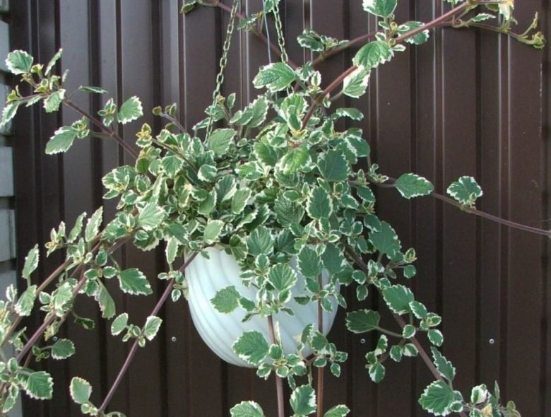potted incense plant
