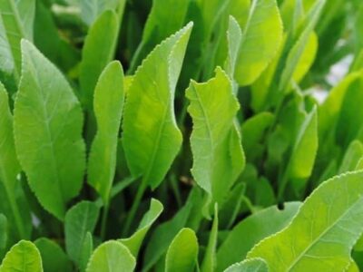 Tanacetum balsamita