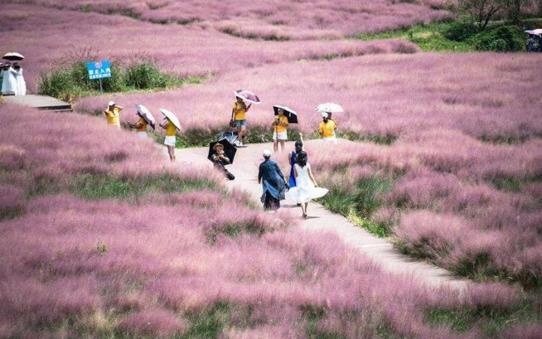 Large garden of muhlenbergia capillaris