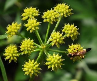 Mountain celery flower