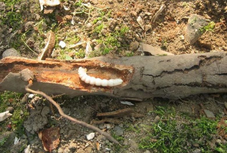 Asian woodworm larva