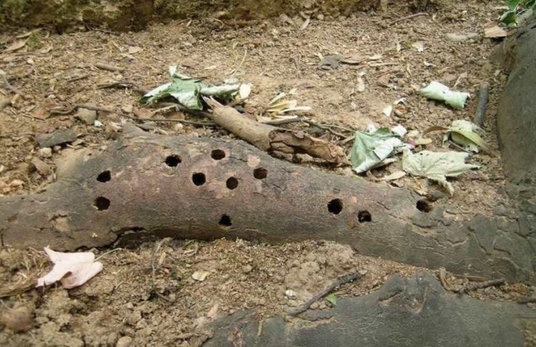 Damage to wood