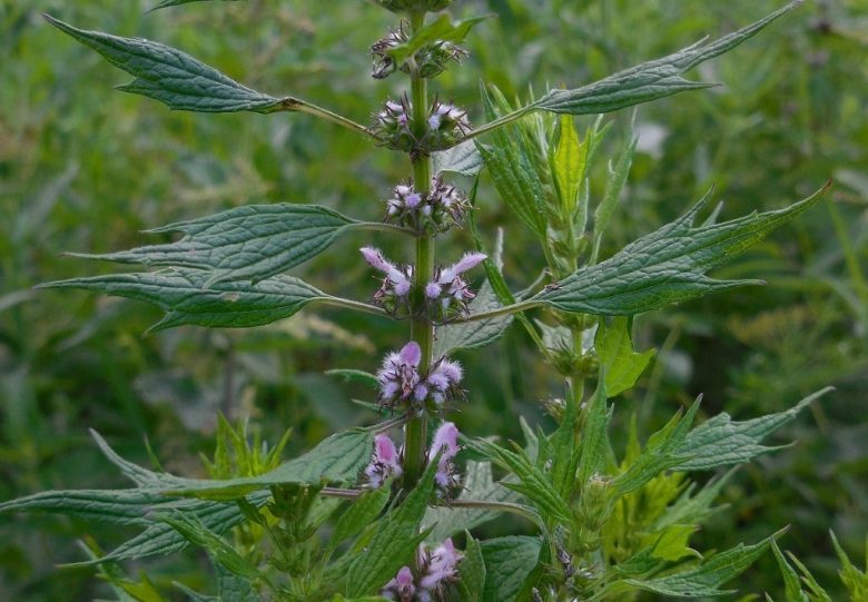 flowers and leaves of heart